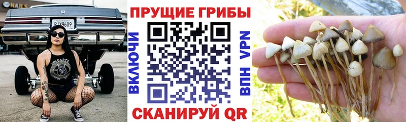Галлюциногенные грибы прущие грибы Нижний Тагил